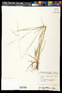 Digitaria filiformis image