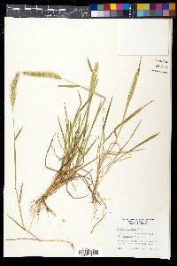 Hordeum pusillum image