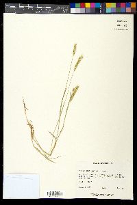 Hordeum pusillum image