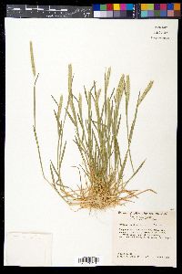 Hordeum pusillum image