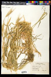 Hordeum murinum image