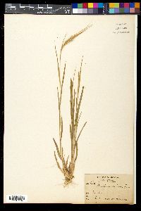 Heteropogon contortus image