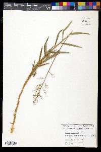 Image of Isachne angustifolia