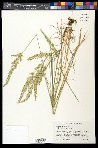 Koeleria pyramidata var. pyramidata image