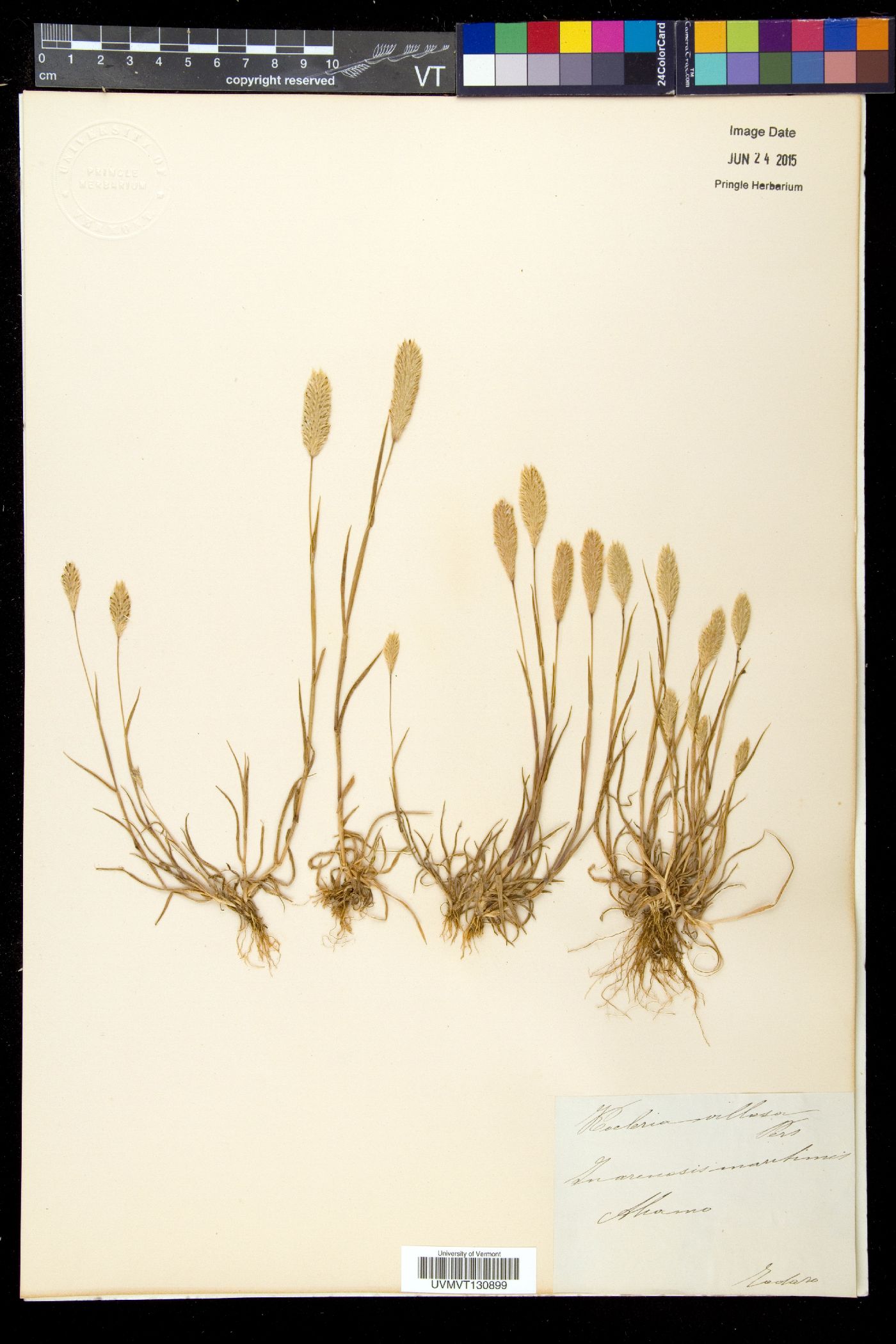 Koeleria villosa image