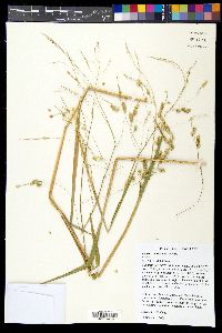 Leersia lenticularis image