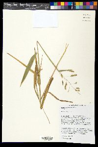 Leersia lenticularis image