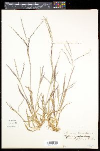 Digitaria ischaemum image