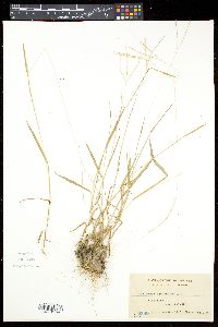 Digitaria violascens image