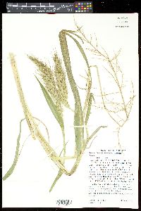 Echinochloa walteri image