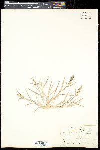 Echinochloa colona image