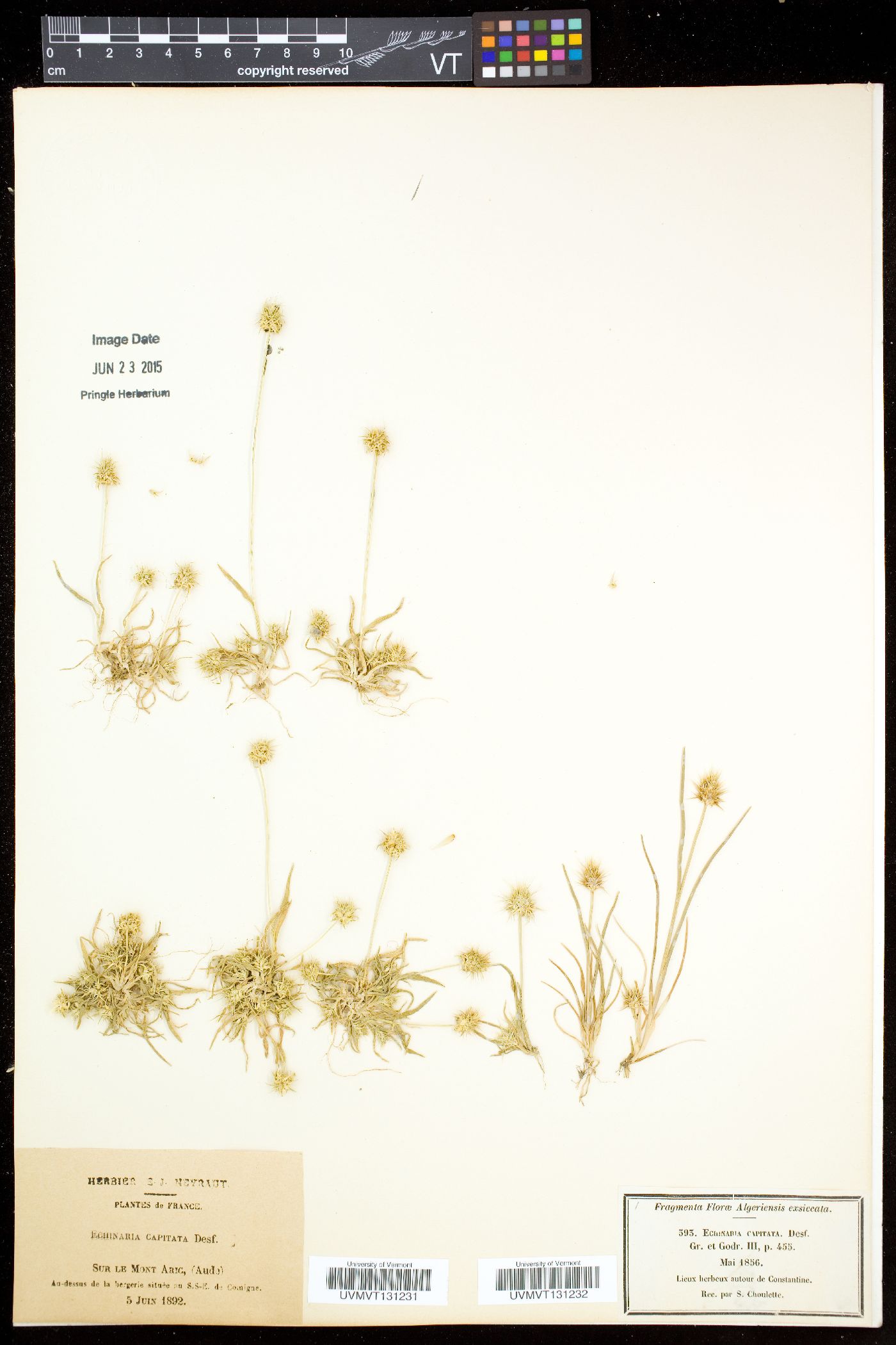 Echinopogon image