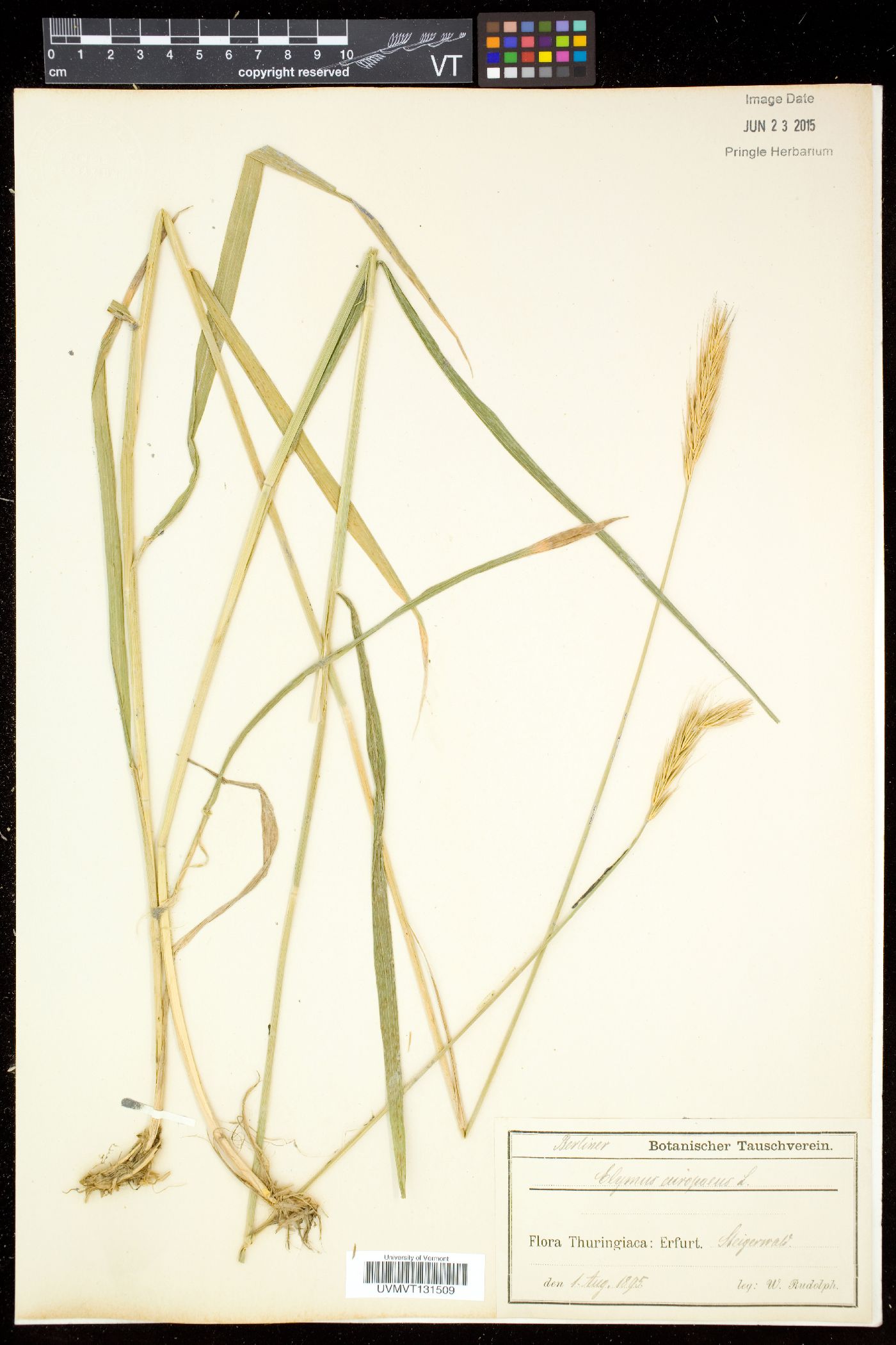 Elymus europaeus image