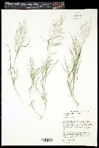 Eragrostis capillaris image