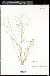 Eragrostis capillaris image