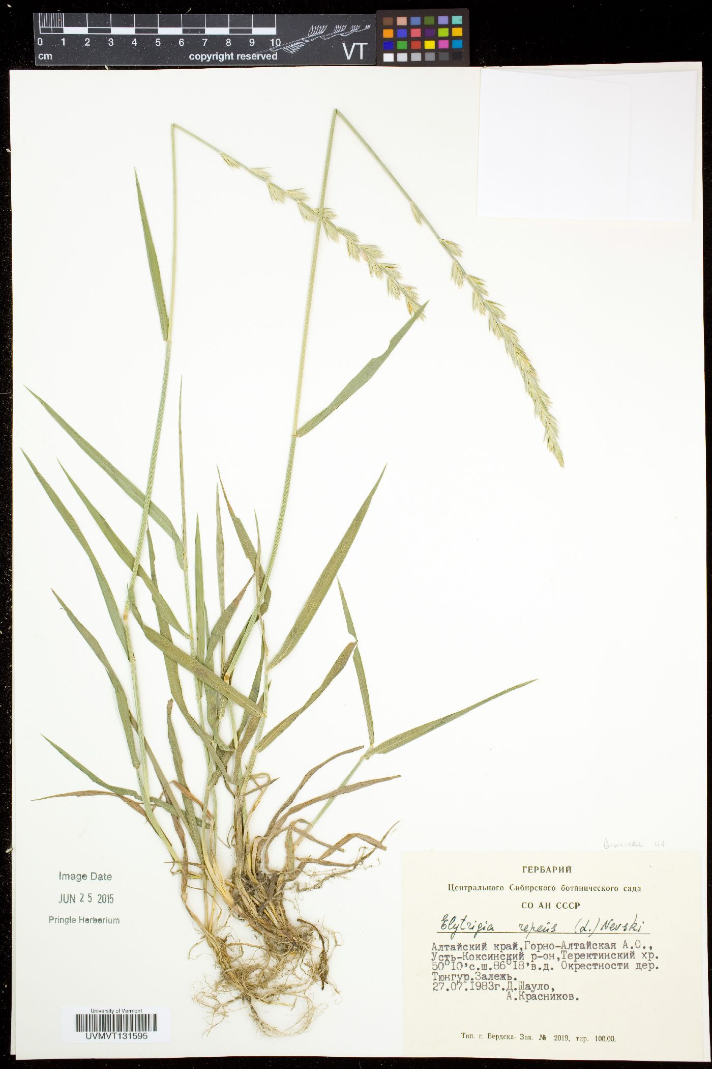 Elytrigia image