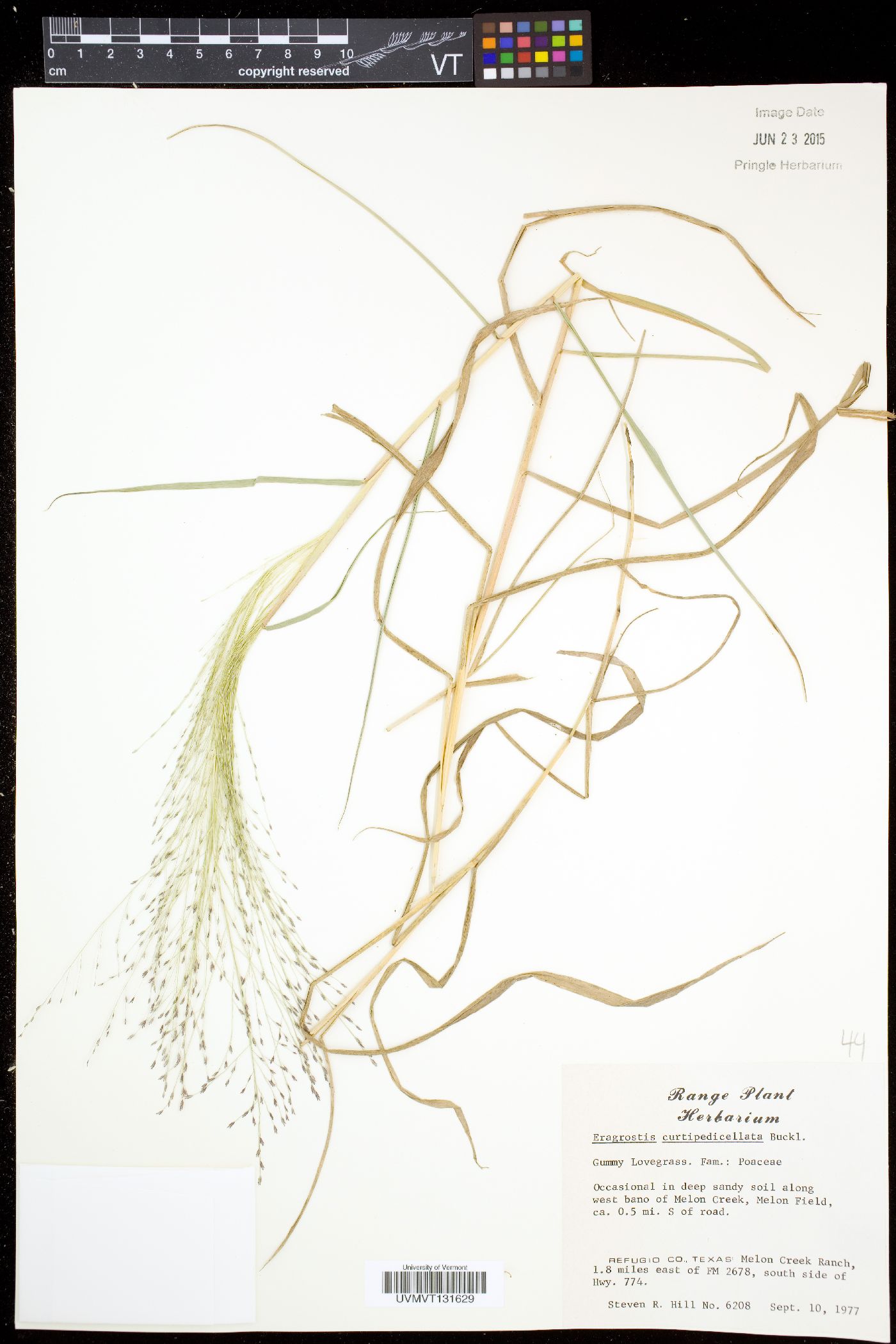 Eragrostis curtipedicellata image