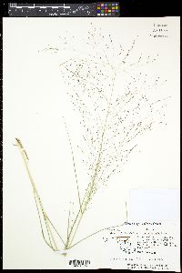 Eragrostis hirsuta var. laevivaginata image