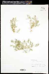 Eragrostis hypnoides image