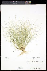 Eragrostis pilosa image