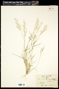 Eragrostis tenella image