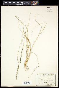 Eragrostis schweinfurthii image