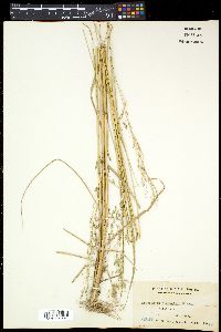 Eragrostis nutans image