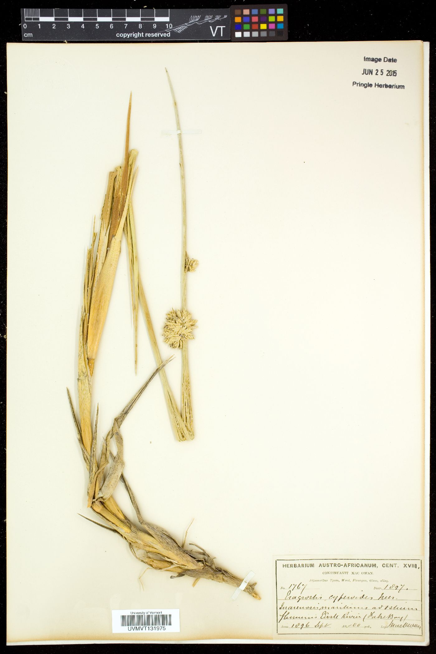 Eragrostis cyperoides image