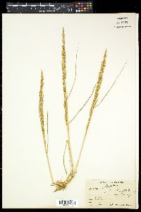 Eragrostis japonica image