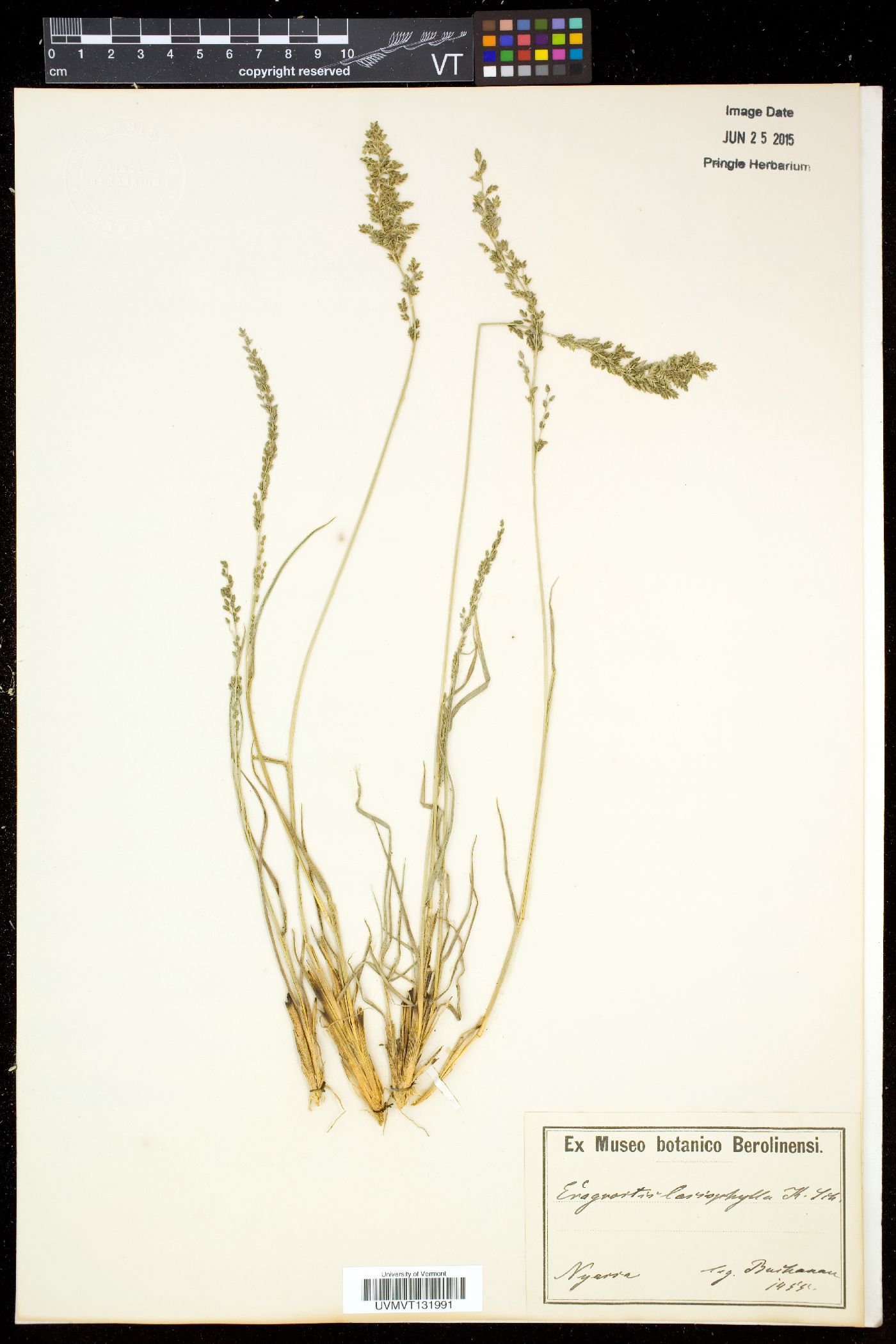 Eragrostis racemosa image
