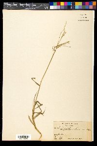 Image of Dinebra chinensis