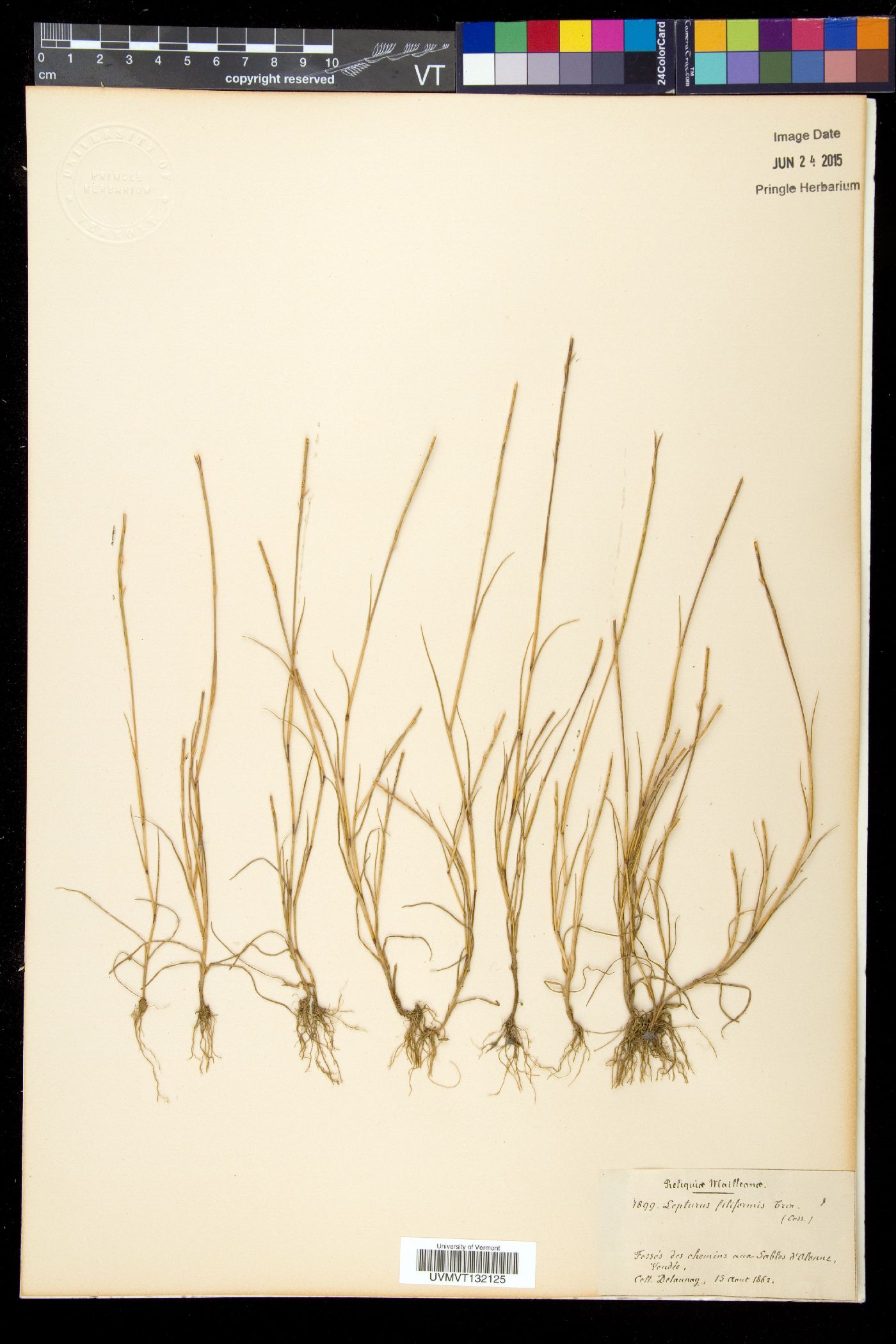 Lepturus filiformis image