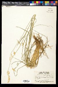 Festuca sibirica image