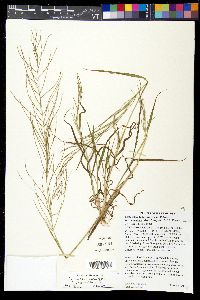 Leptochloa panicea subsp. mucronata image