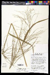 Leptochloa panicea subsp. brachiata image