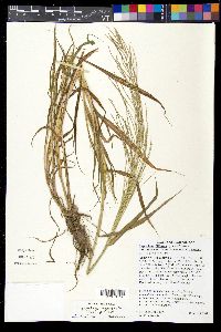 Leptochloa panicea image