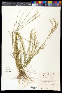 Leptochloa virgata image