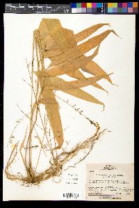 Image of Lophatherum gracile
