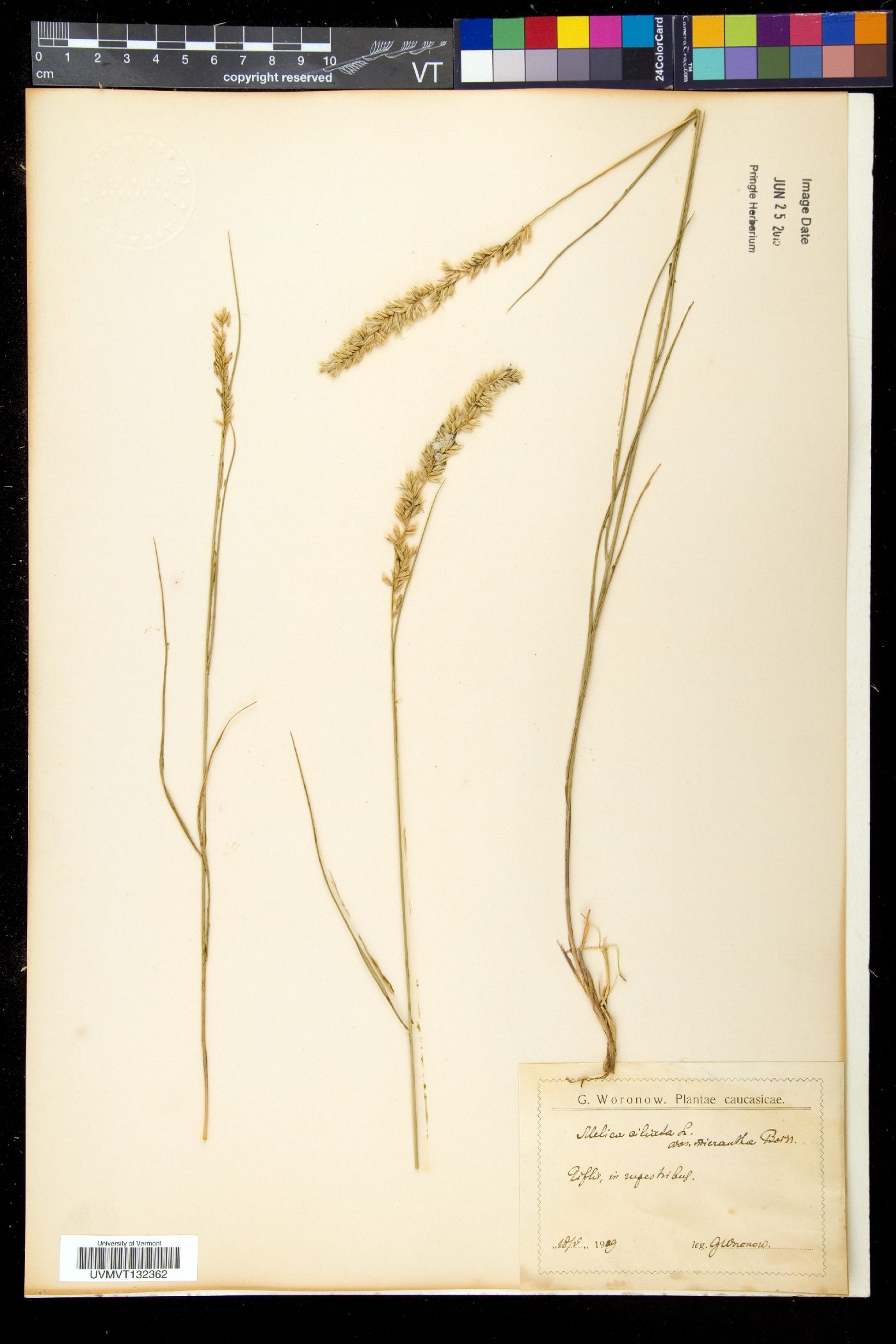 Melica ciliata image