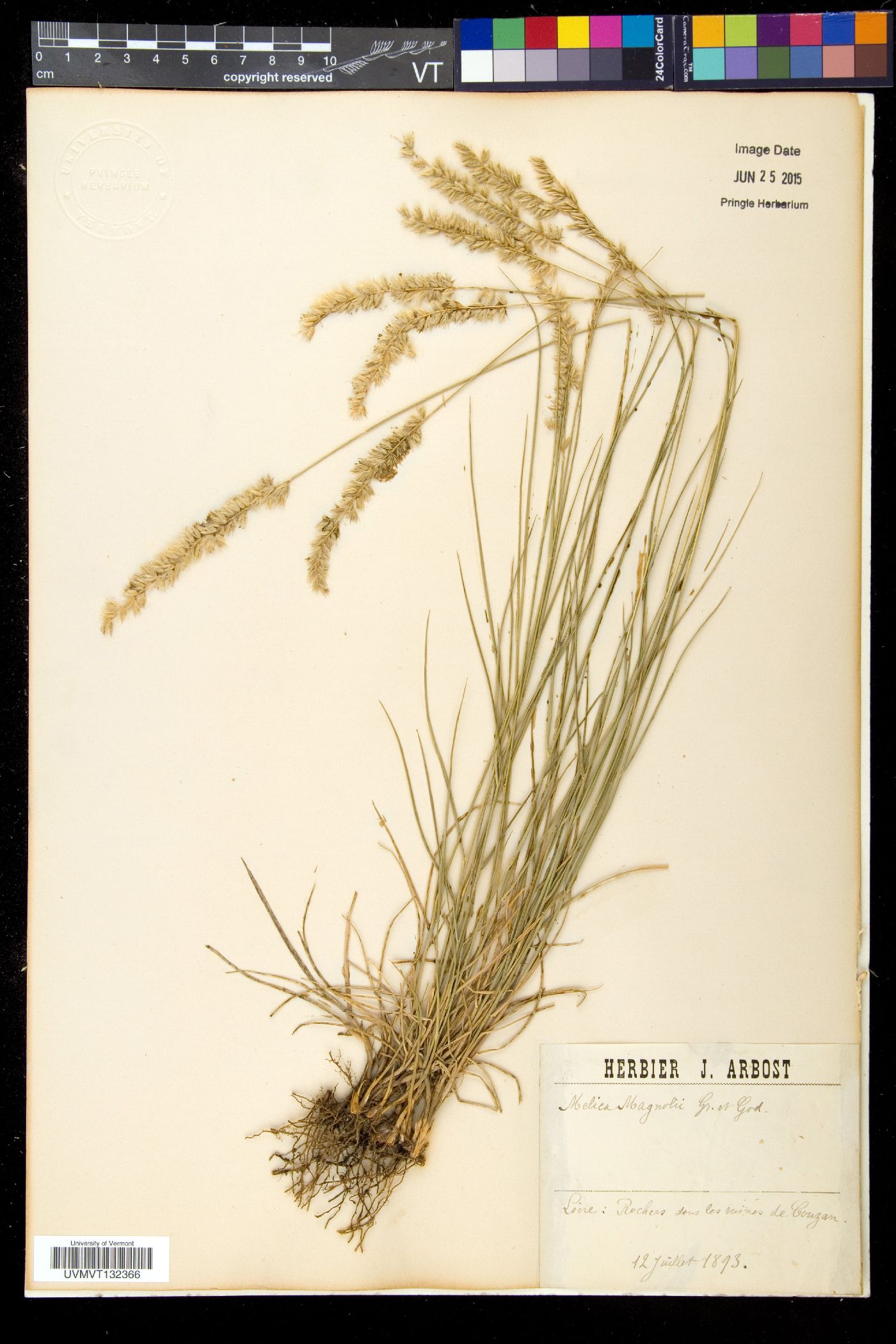 Melica ciliata image