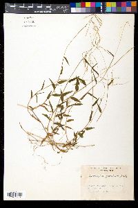 Image of Microstegium japonicum