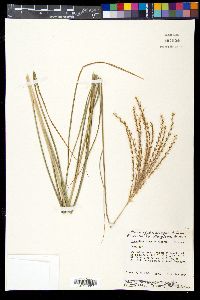 Miscanthus sinensis image