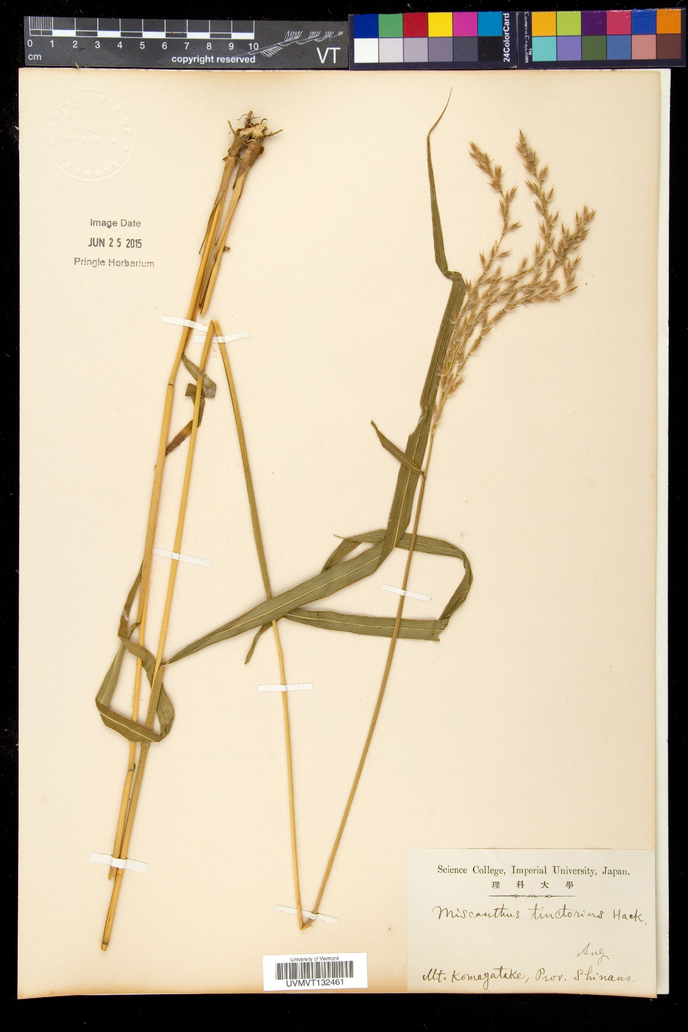 Miscanthus tinctorius image