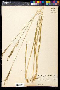 Moliniopsis japonica image