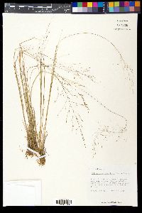 Muhlenbergia reverchonii image