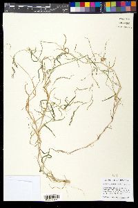 Muhlenbergia schreberi image