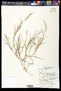 Muhlenbergia schreberi image