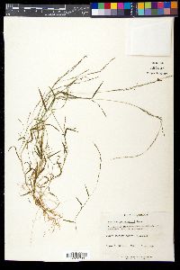 Muhlenbergia schreberi image