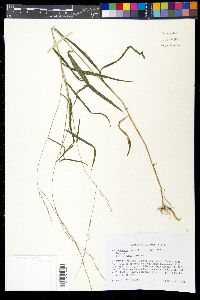 Muhlenbergia tenuiflora image