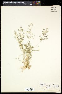 Eragrostis minor image